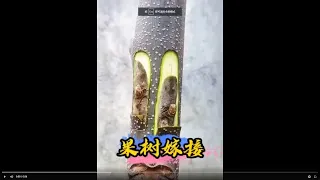 核桃削皮芽接慢动作教学，你喜欢吗？Walnut Grafting