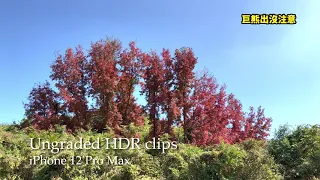 iPhone 12 Pro Max SDR vs HDR: Autumn Leaves
