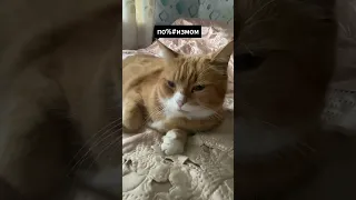 100% понимания ,0% осуждения #tiktok #юмор #мем #топ #memes #niks #мемы #top #жиза #cat