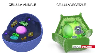 All'interno delle cellule (tratto da #Vita 2ed)