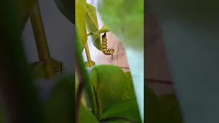 Monarch changing to chrysalis Real Time