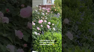 David Austin Roses looking beautiful in the front garden #roses  #davidaustinroses #garden