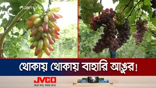 বিদেশিজাতের আঙুর ফলনে সফল হচ্ছে কুড়িগ্রামের চাষিরা | Kurigram Grapes | Jamuna TV