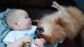 Cute and Funny ★ Pomeranian puppy and Baby are attracting each other