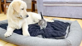 Golden Retriever Shocked by Tiny Kitten Occupying His Bed!