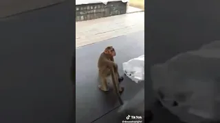 Majmun jebe psa