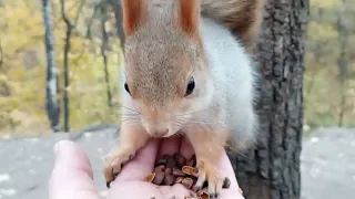 Кормлю ту самую, толстенькую белку / I feed the very, moderately well-fed squirrel