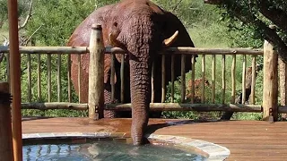 Cheeky Elephant Drinks Water from Luxury Swimming Pool