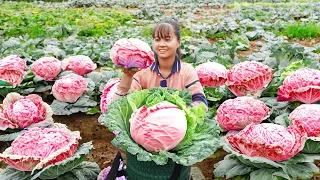 Harvesting Cabbage Goes To Market Sell - Cook cabbage rolls with meat | Phuong Daily Harvesting