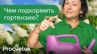 ГОРТЕНЗИЯ ОТБЛАГОДАРИТ ПЫШНЫМ И ЯРКИМ ЦВЕТЕНИЕМ после такой подкормки весной!