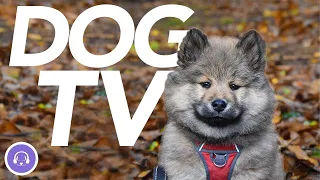 DOG TV 🦮 - Extremely Exciting Video for Dogs (20 Hours)