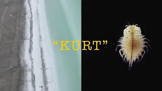 “KURT” - Водное ракообразное и Аральское море [фильм]