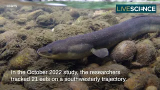 Where Do Eels Come From - LiveScience