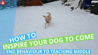 How to Inspire Your Dog to Come: Middle, End Behaviour Demo | DOG-HAPPY Dog Training