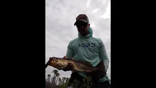 Fishing St. Marks Florida - Speckled Seatrout on Topwater Ep 76