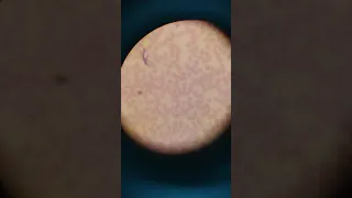 práctica de microscopía