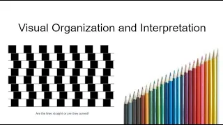 AP Psychology - Unit 3: Sensation & Perception, Part 3: Visual Organization and Interpretation