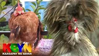 KBYN: Alamin ang manok na mayabang, manok na tumatawa, atbp.