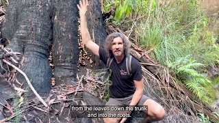 How Trees Communicate?