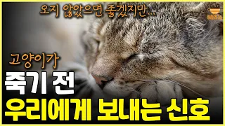 고양이 죽기 전에 보이는 행동