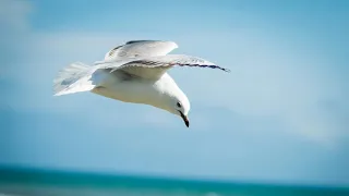 Голоса птиц Как поёт Сизая чайка (Larus canus)