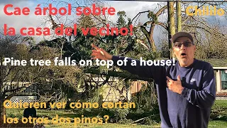 Pino cae encima de la casa del vecino-  How to cut a pine tree.