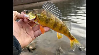 Winter fishing in East Tennessee... finally found them!