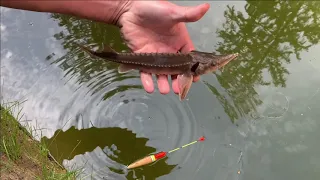 Первая пробная рыбалка на своем водоеме.ОСЕТРЫ ЗВЕРЕЮТ