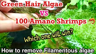 How to remove green hair algae (Filamentous Algae) in your planted aquarium as soon as possible