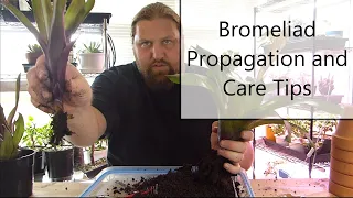 Bromeliad Propagation and Care