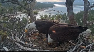 Morning with Shadow and Jackie FOBBV CAM Big Bear Bald Eagle Live Nest - Cam 1 / Wide View - Cam 2