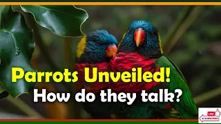 Parrots Unveiled! How can they talk like humans?
