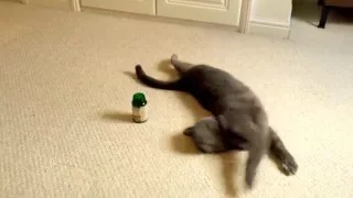 Cat gets high on Valerian Root (cat nip)