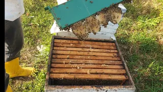Narenciyedeki 3.videomuz Arı narenciyede kaç petek aldı 5 cıta arının narenceyede son hali arıçılıq