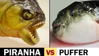 Piranha Scissors or Puffer Fish Slicers