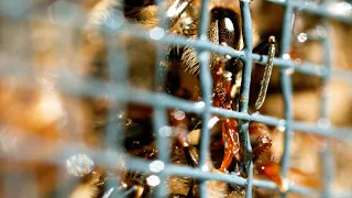 Bees Eating in Slow Motion