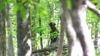 5 Scary Creatures People Have Seen In Forests!