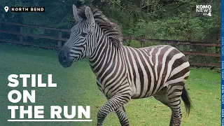 Search for elusive zebra intensifies on North Bend's Snoqualmie Trail