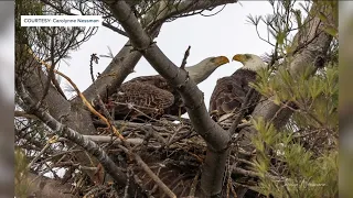 Neighbors hope Bald Eagle stays in Bay View after loss of partner