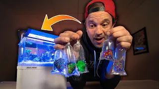 LES MINI-ANIMAUX DEBARQUENT  POUR LE MINI-AQUARIUM ! - TOOPET