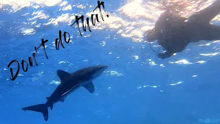 Right behaviour, avoid an attack: Diving with Longimanus shark in the Red Sea, Egypt