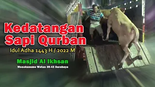 Kedatangan Hewan Qurban Idul Adha 1443 H / 2022 M - Masjid Al Ikhsan Surabaya