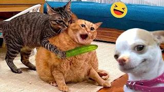 बिकनी पे देख कुत्ते को आया गुस्सा! FUNNIEST ANIMAL MOMENTS CAUGHT ON CAM 18!