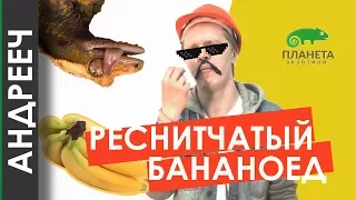 [АНДРЕЕЧ] 5 причин купить Реснитчатого Бананоеда