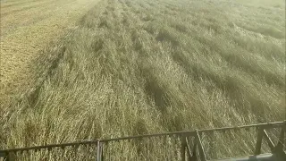 Збирання озимої пшениці 2023