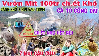 Khô Hạn Báo Động Người dân không trụ nổi cầu cứu gấp nhiều vườn rẫy chết khô mất trắng cả 100 triệu