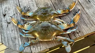 Harvesting Blue Crabs