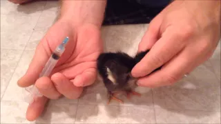 How to Vaccinate a Chick