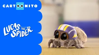 The Big Jumping Spider | Lucas the Spider | Cartoonito