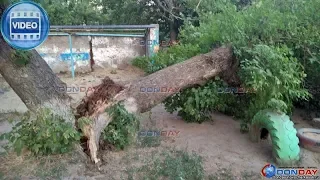 Donday. В Новочеркасске на детскую площадку упало огромное дерево, видео